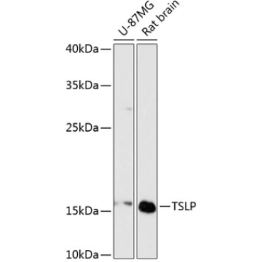 TSLP Rabbit Polyclonal Antibody