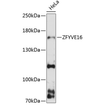 ZFYVE16 Rabbit Polyclonal Antibody