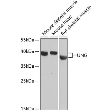 UNG Rabbit Polyclonal Antibody