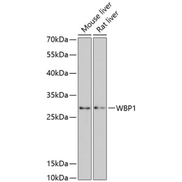 WBP1 Rabbit Polyclonal Antibody