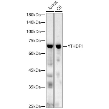 YTHDF1 Rabbit Polyclonal Antibody