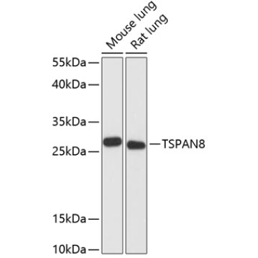 TSPAN8 Rabbit Polyclonal Antibody