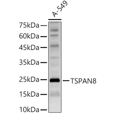 TSPAN8 Rabbit Polyclonal Antibody