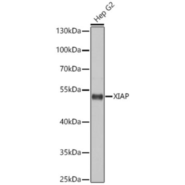 XIAP Rabbit Polyclonal Antibody