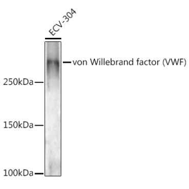 von Willebrand factor (VWF) Rabbit Polyclonal Antibody
