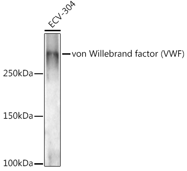von Willebrand factor (VWF) Rabbit Polyclonal Antibody