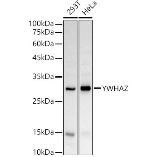YWHAZ Rabbit Polyclonal Antibody