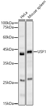 USF1 Rabbit Polyclonal Antibody