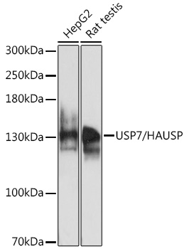 USP7/HAUSP Rabbit Polyclonal Antibody
