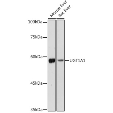 UGT1A1 Rabbit Polyclonal Antibody