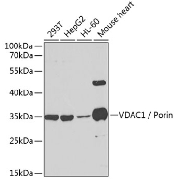 VDAC1 / Porin Rabbit Polyclonal Antibody