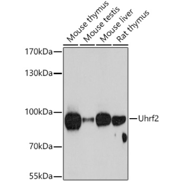 Uhrf2 Rabbit Polyclonal Antibody