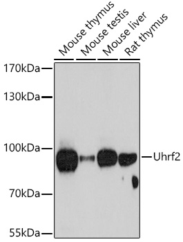 Uhrf2 Rabbit Polyclonal Antibody