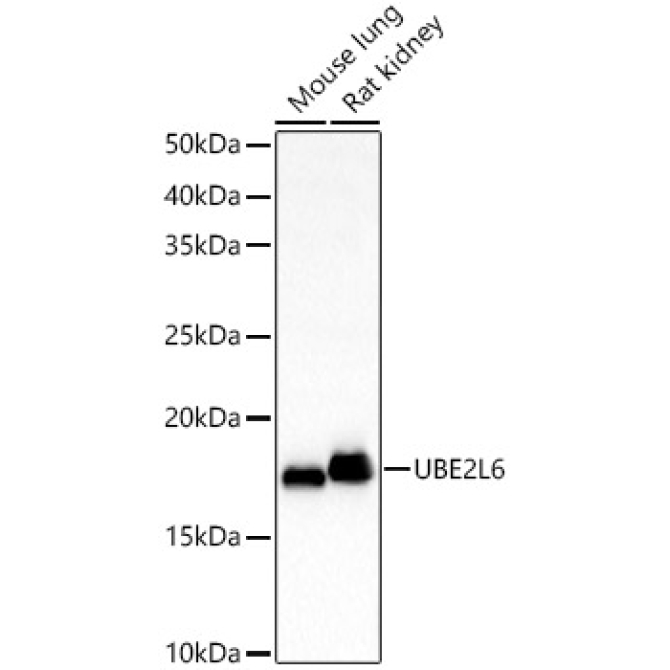 UBE2L6 Rabbit Polyclonal Antibody