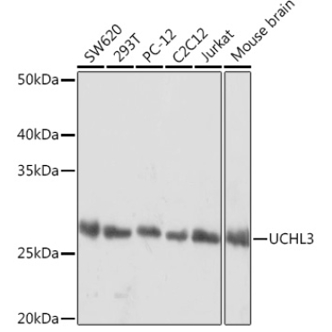 UCHL3 Rabbit Monoclonal Antibody