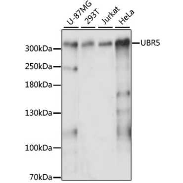 UBR5 Rabbit Polyclonal Antibody