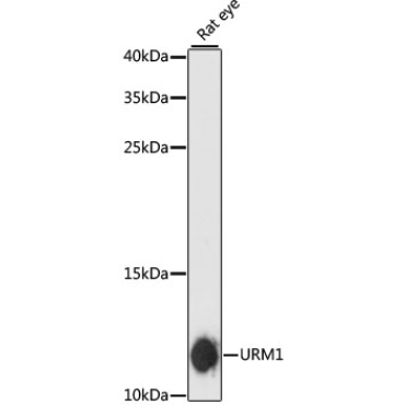 URM1 Rabbit Polyclonal Antibody
