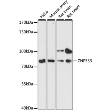 ZNF333 Rabbit Polyclonal Antibody