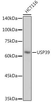 USP39 Rabbit Monoclonal Antibody