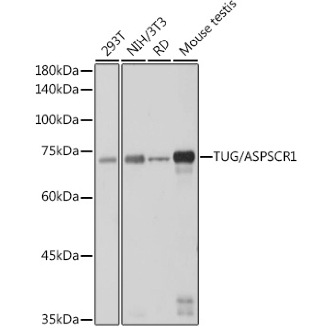 TUG/ASPSCR1 Rabbit Monoclonal Antibody
