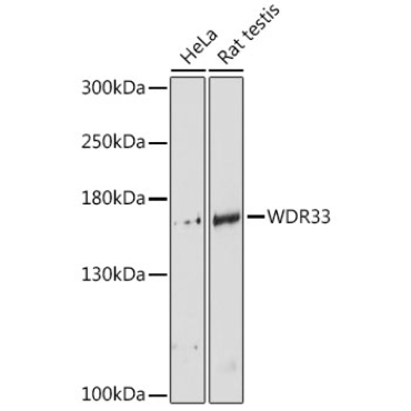 WDR33 Rabbit Polyclonal Antibody