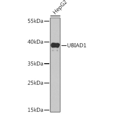 UBIAD1 Rabbit Polyclonal Antibody