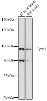 Tyro3 Rabbit Polyclonal Antibody
