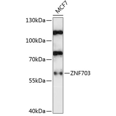 ZNF703 Rabbit Polyclonal Antibody