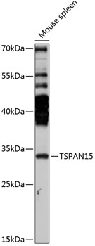 TSPAN15 Rabbit Polyclonal Antibody