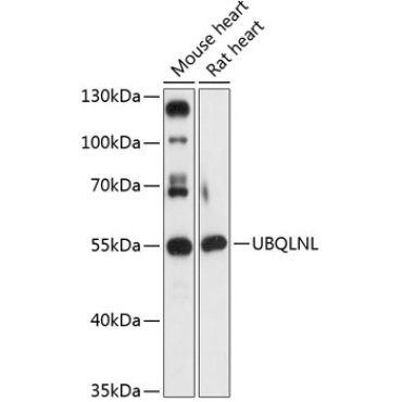 UBQLNL Rabbit Polyclonal Antibody