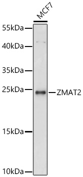 ZMAT2 Rabbit Polyclonal Antibody