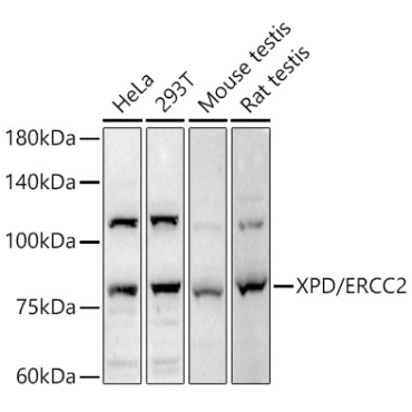XPD/ERCC2 Rabbit Polyclonal Antibody