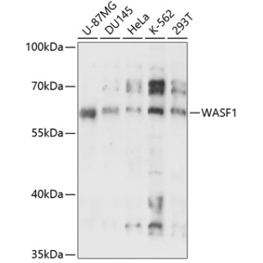 WASF1 Rabbit Polyclonal Antibody