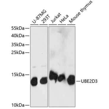 UBE2D3 Rabbit Polyclonal Antibody