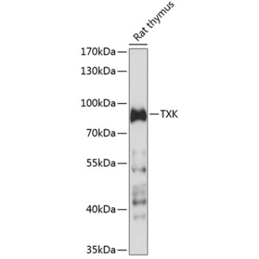 TXK Rabbit Polyclonal Antibody