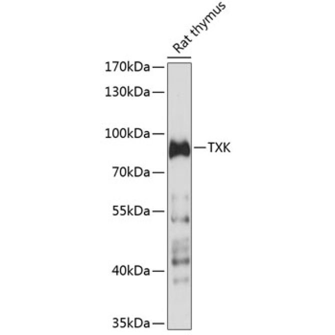 TXK Rabbit Polyclonal Antibody