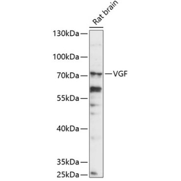 VGF Rabbit Polyclonal Antibody