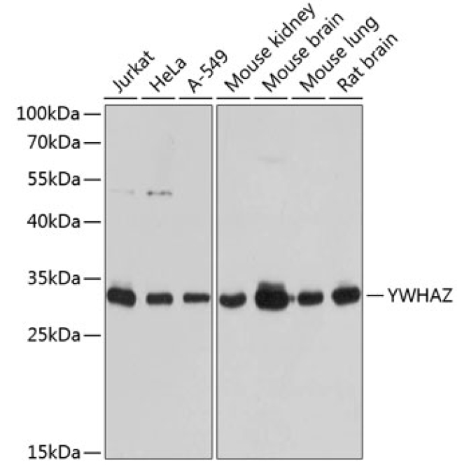 YWHAZ Rabbit Polyclonal Antibody