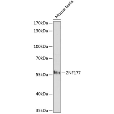 ZNF177 Rabbit Polyclonal Antibody