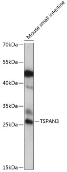 TSPAN3 Rabbit Polyclonal Antibody