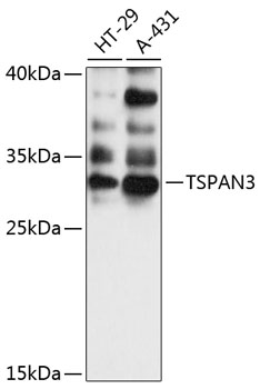 TSPAN3 Rabbit Polyclonal Antibody