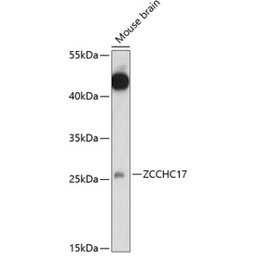 ZCCHC17 Rabbit Polyclonal Antibody
