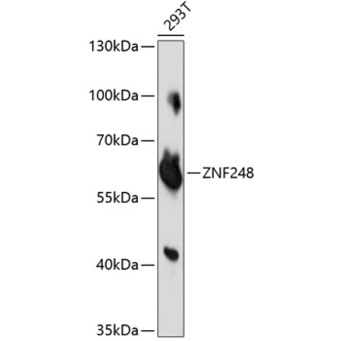 ZNF248 Rabbit Polyclonal Antibody
