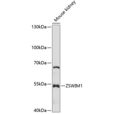 ZSWIM1 Rabbit Polyclonal Antibody