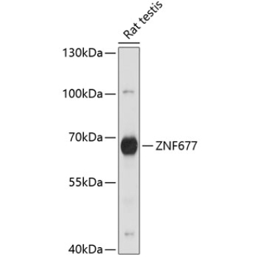 ZNF677 Rabbit Polyclonal Antibody