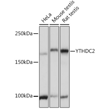 YTHDC2 Rabbit Polyclonal Antibody