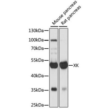 XK Rabbit Polyclonal Antibody