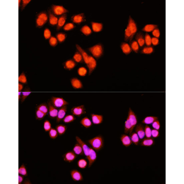 ZNF408 Rabbit Polyclonal Antibody