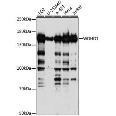 WDHD1 Rabbit Polyclonal Antibody