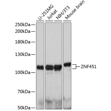 ZNF451 Rabbit Polyclonal Antibody